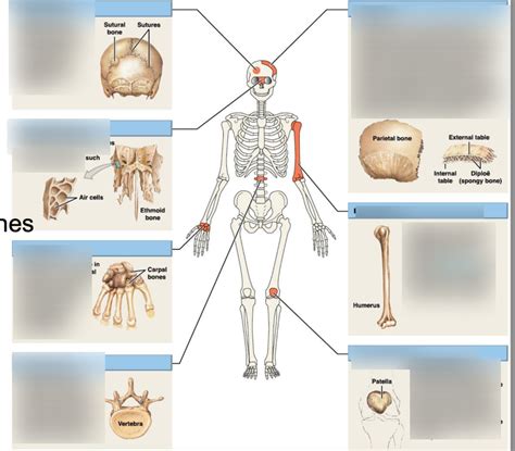 Image result for Human Bones Classification and Exaplain There Functions