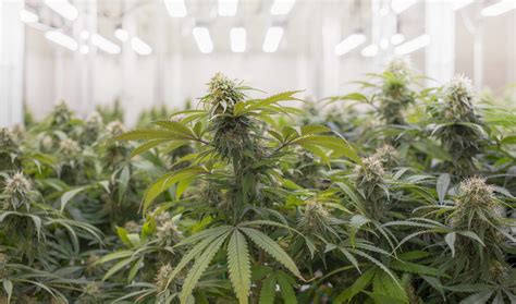 Growdiaries
