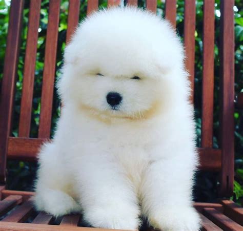 samoyed dog | Very cute puppies, Samoyed puppy, Puppies