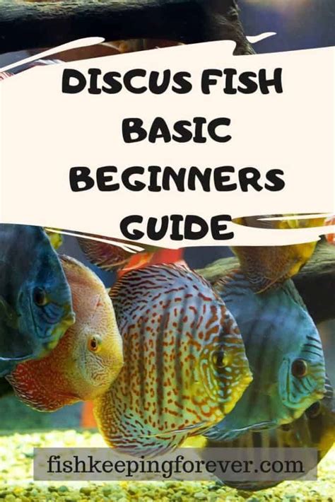 Image result for Discus Fish for Beginners