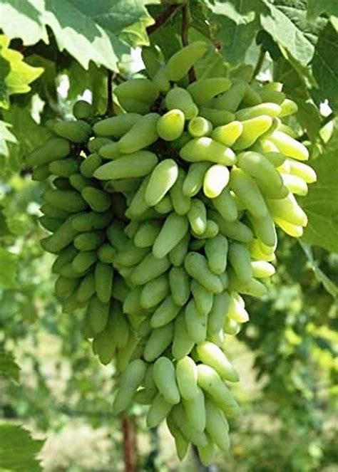 Creative Farmer Live Green Long Grape/Angoor Sweet Fruit Plant (PLANT ...