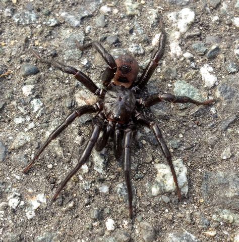 Antrodiaetus pacificus Trapdoor Spider
