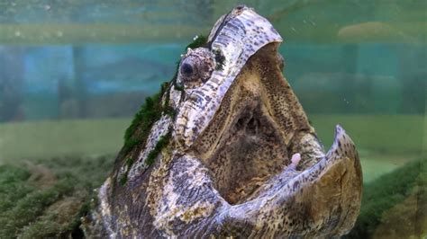 Image result for Eating Snapping Turtles