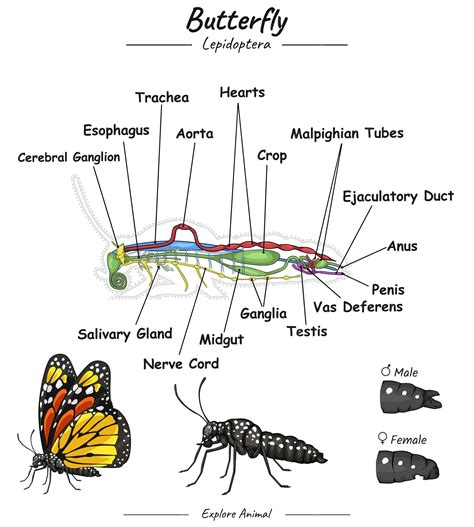 Premium Vector | Butterfly anatomy