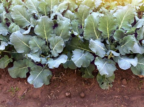 Harvesting Broccoli Leaves: What Can Broccoli Leaves Be Used For ...
