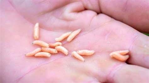 Baby Maggots