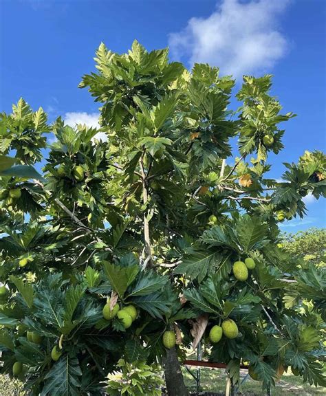 The Ultimate Guide to Growing Breadfruit Trees - Tropical Tree Guide
