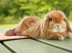 Image result for Holland Lop Bunnies Near Poughkeepsie NY