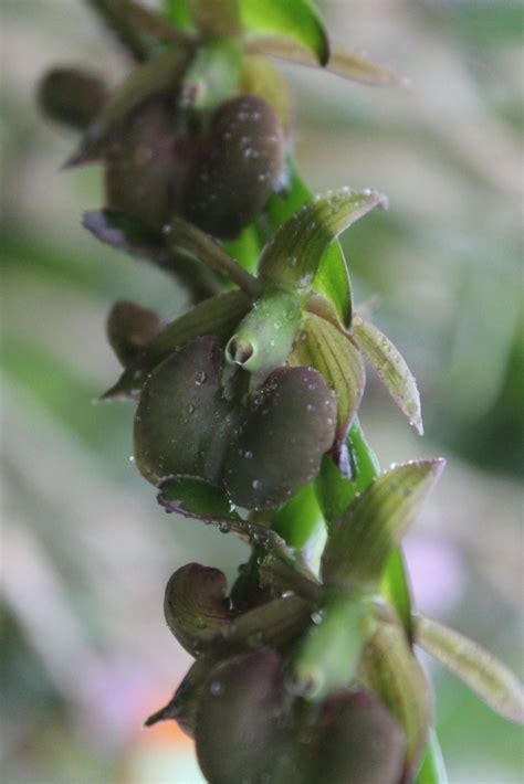 Epidendrum coriifolium 'Woodstream' - The Leather-like Leaf Epidendrum ...