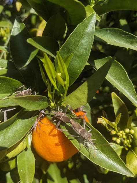 Image result for Alien Bug in Orange Tree