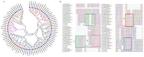 Whole Genome Analysis of Cyclin Dependent Kinase (CDK) Gene Family in ...