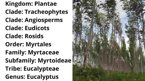 Two Types Of Eucalyptus Leaves at Sebastian Vosz blog