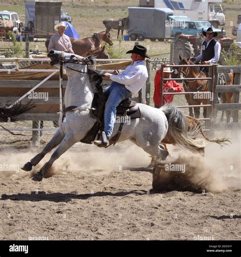 Bucking bronco, wild horse riding during a rodeo competition Stock Photo - Alamy