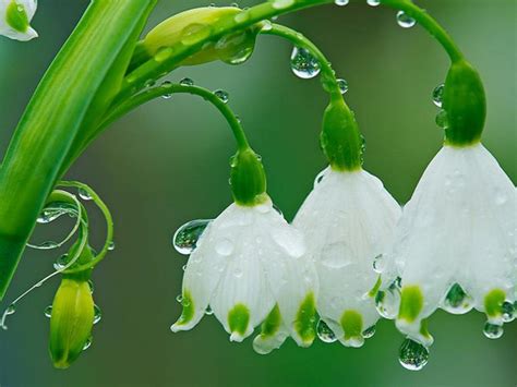 Spring Rain Desktop 的图像结果