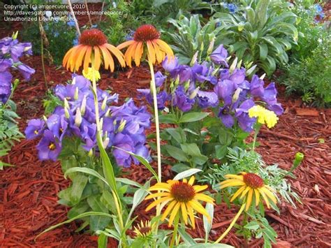 Image result for Edge Sorting Example