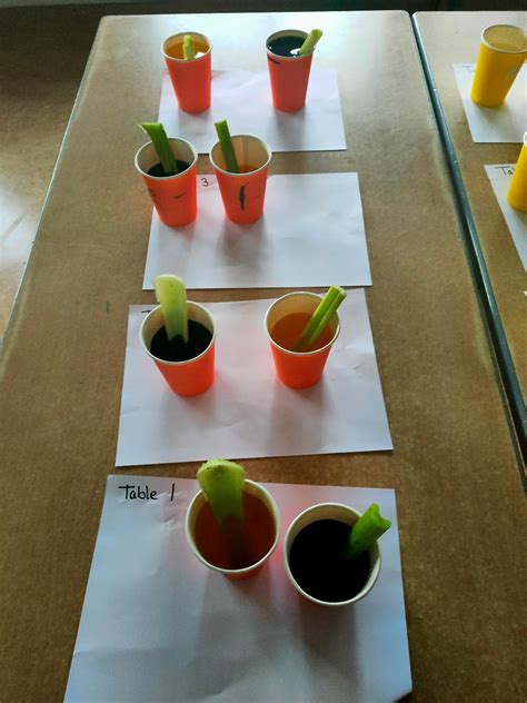 How Fast Do Plants Drink Water at Angel Singleton blog