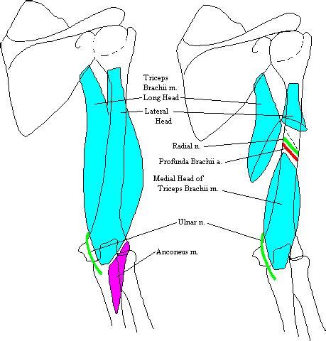 Image result for Contralateral Arm