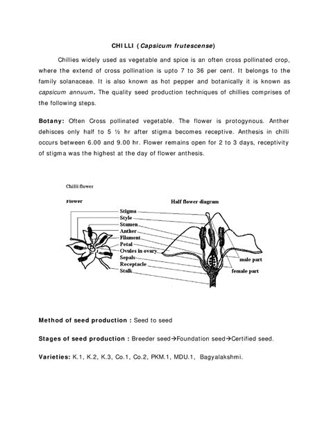 Seed production in Chilli - CH I LLI ( Ca psicu m fr u t escense ...