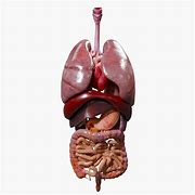 Image result for organs