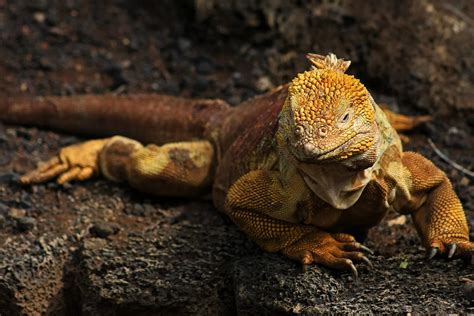 10 Galapagos Land Iguana Facts - Facts.net