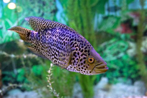 12 Large Fish for Freshwater Aquariums