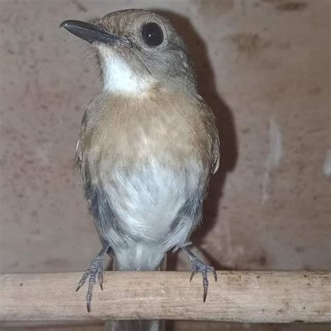 Jual burung srdc bali jantan rawatan - Jakarta Timur - samodro shop02 ...