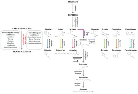 Biogenic Amine Content Analysis of Three Chicken-Based Dry Pet Food ...