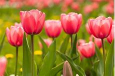 Tulips Picture by If You Want Tulips To Return Here Are Some Tips Chicago Tulips Picture