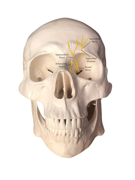 Supraorbital & Trochlear Nerve Blocks — BABY BLOCKS