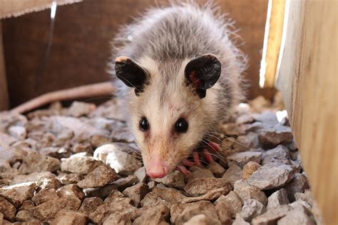 Are Possums Dangerous To Dogs