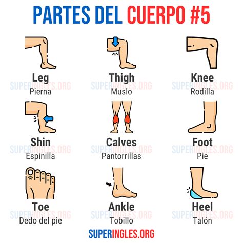 Las Partes Del Cuerpo Humano