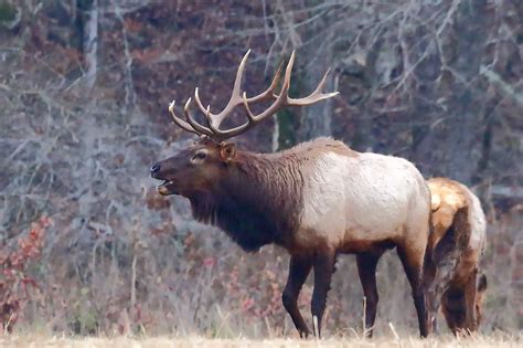 Elk In Arkansas