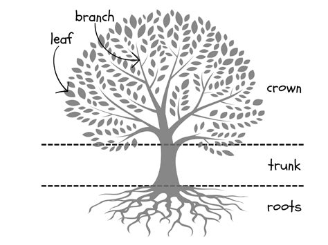 Tree Anatomy: the parts of trees and their functions