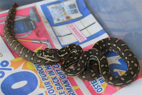 Image result for Diamond Python Reproduction