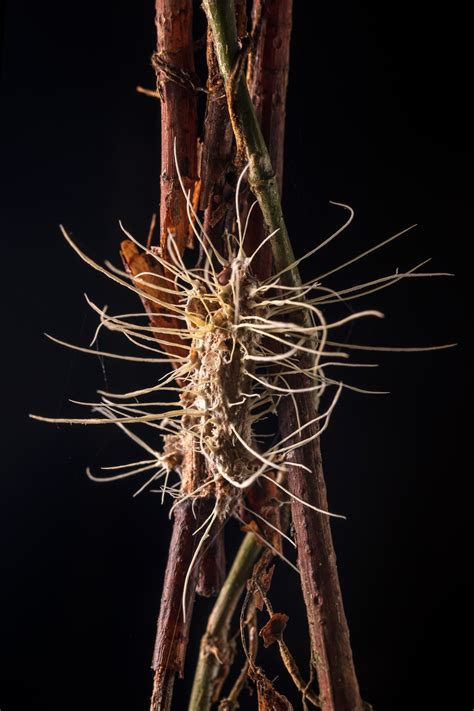 The surprising real world uses of zombie fungi | National Geographic