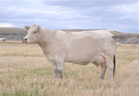 Cattle Images and Videos from Debruycker Charolais