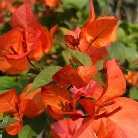 Luice Orange– GO GREEN