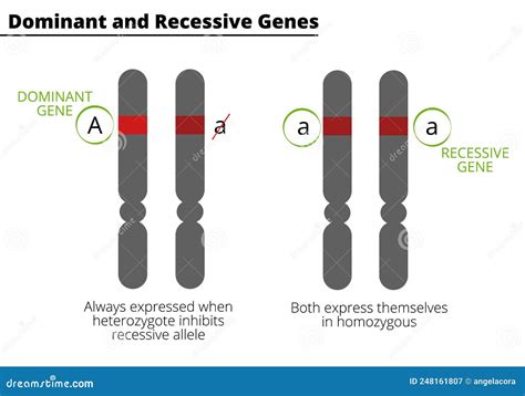 What Is The Difference Between Dominant Traits And Recessive Traits