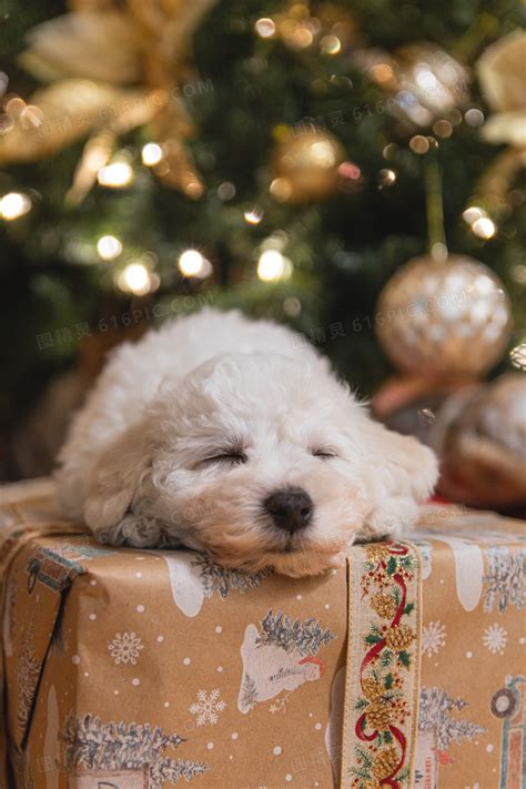 可爱的狗狗庆祝圣诞节。写着圣诞快乐，新年快乐2023。一套贴纸和不同的元素。现代平面插图。插画图片素材_ID:425538849-Veer图库