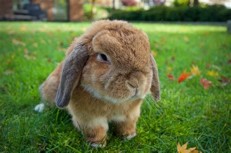 Complete Complete Guide to Holland Lop Rabbits - Everbreed