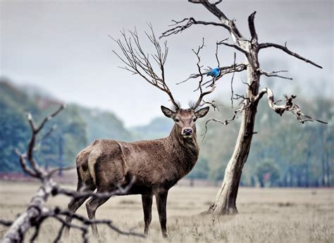 Celtic Animal Signs and Zodiac Meanings on Whats-Your-Sign.com