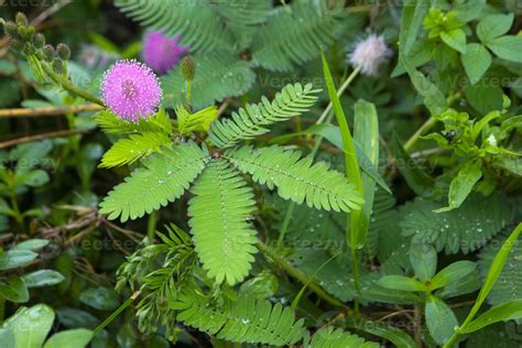 mimosa plant, sensitive plant or putri malu or sleepy plant Mimosa ...