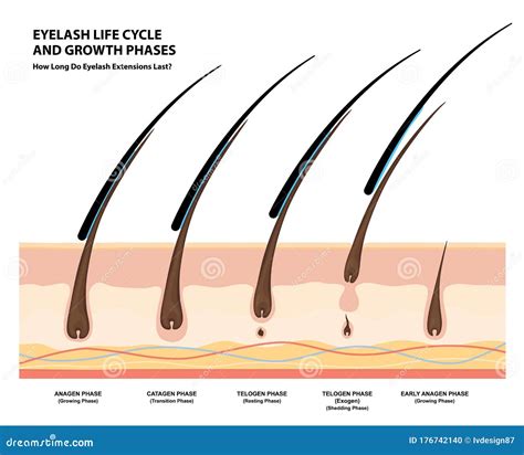 Eyelash Life Cycle and Growth Phases. How Long Do Eyelash Extensions Stay on. Macro, Selective ...