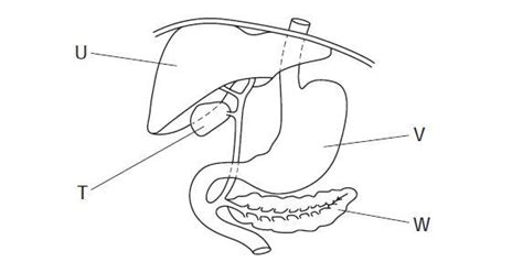 The diagram shows part of the alimentary canal and associated organs ...