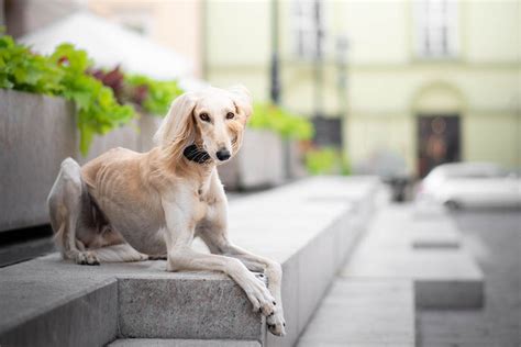 Exocirne Pancreatic Insufficiency (EPI) – A Petter Life