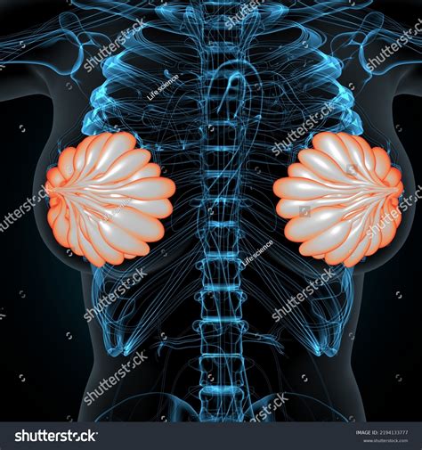 3d Render Female Breast Anatomy Stock Illustration 2194133777 ...