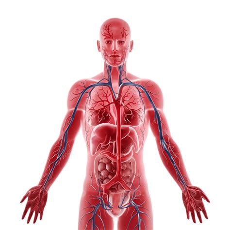 Blood Vessels Human Body