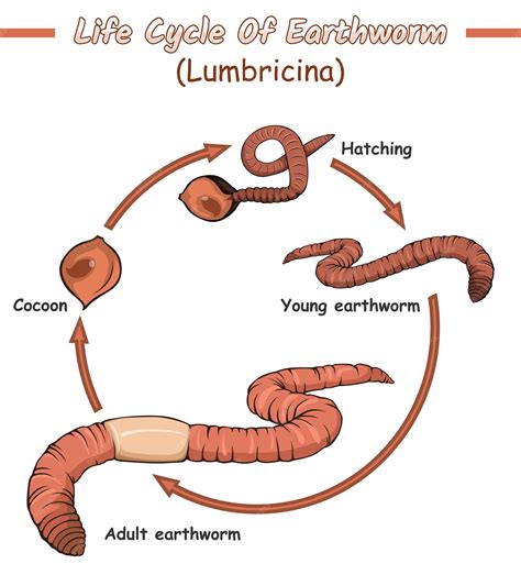 Life Cycle Of An Earthworm Word Mat Sb11646 Sparklebox Life