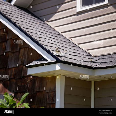 Mockingbirds are the state birds of Tennessee, Texas, Florida, Arkansas ...