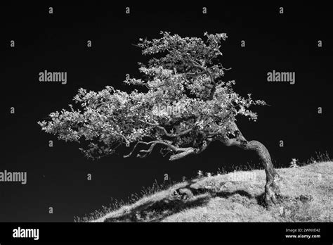 Rezultat imagine pentru Wind Tree